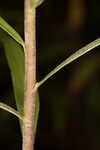 Twistleaf goldenrod